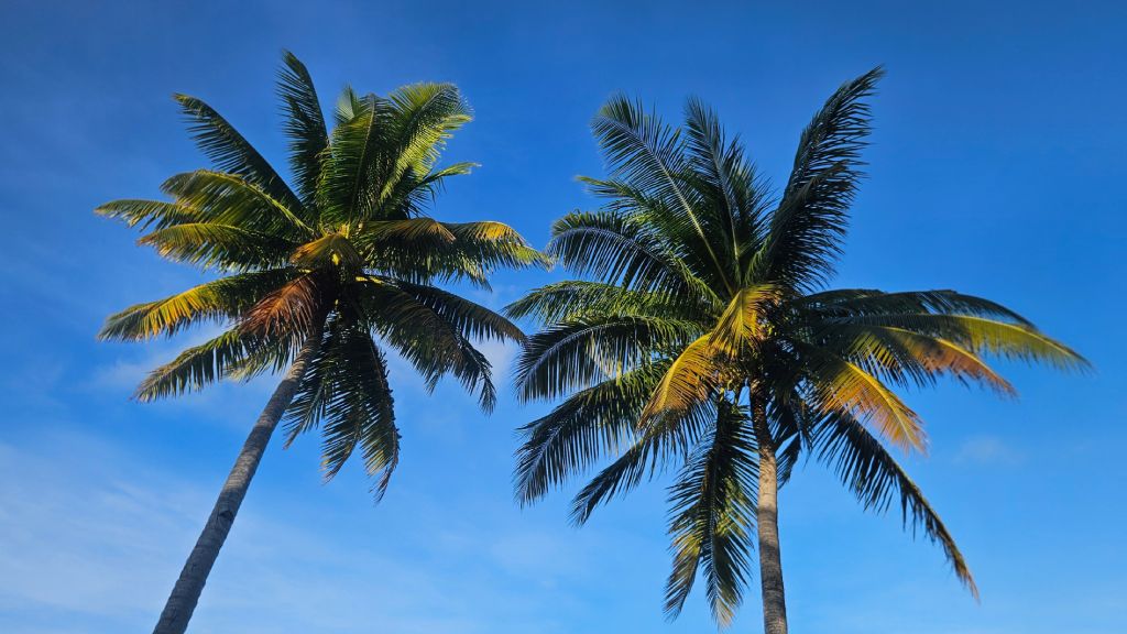 Abaiang_coconut_palm_trees