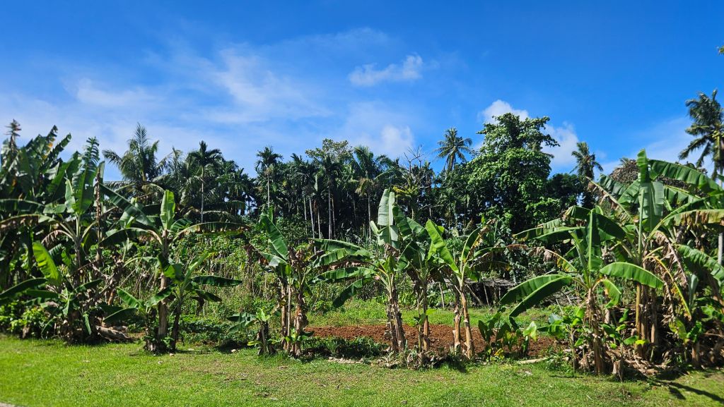 Palau_banana_plantation