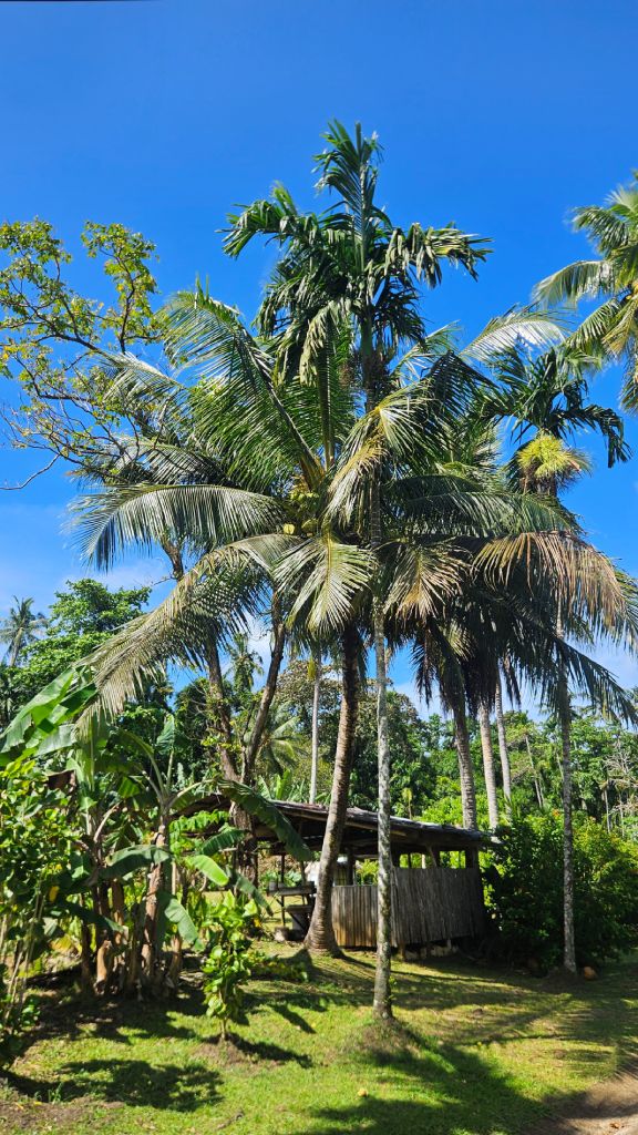 Coconut_trees