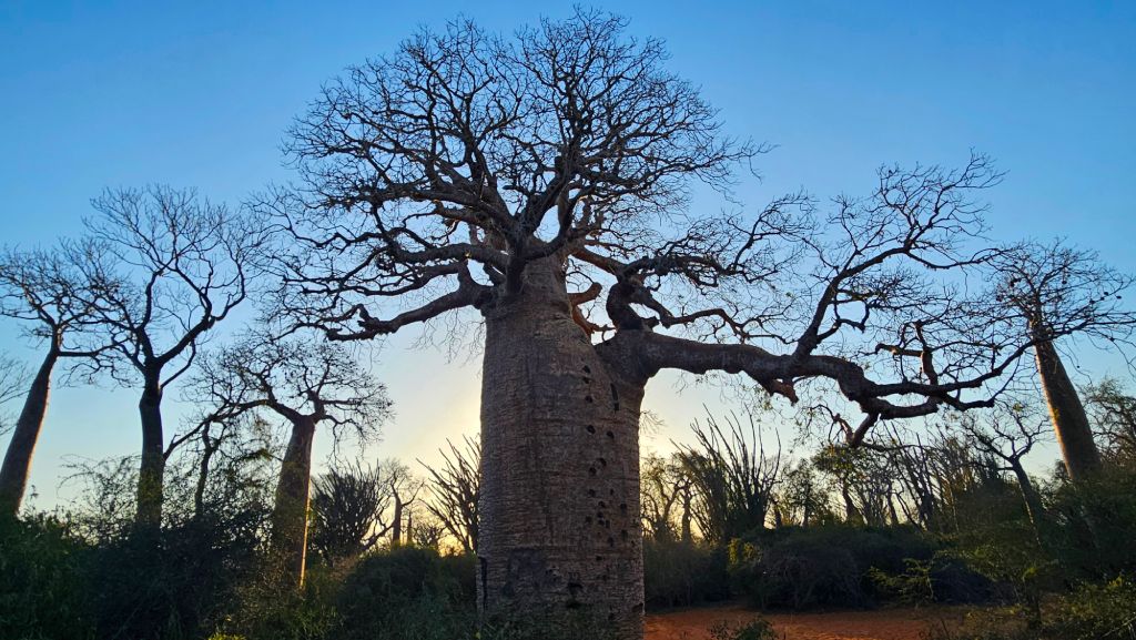 Reniala_Reserve_baobabs_sunset