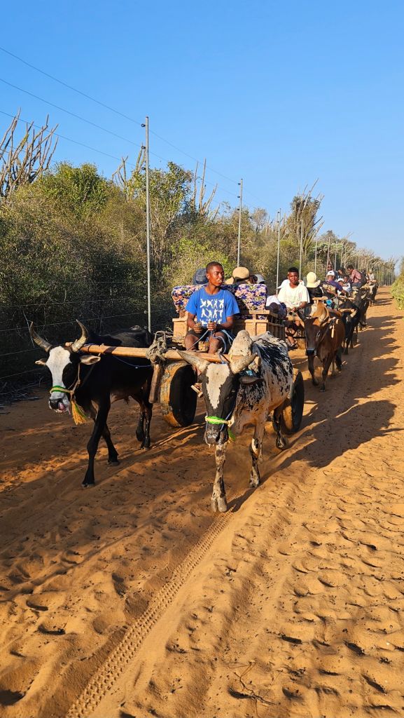Mangily_zebus_oxcart Zebus pulling a traditional ox cart in Mangily, Madagascar