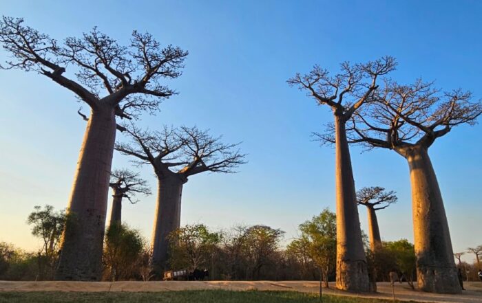 Avenue of the Baobabs in late afternoon, Morondava, Madagascar