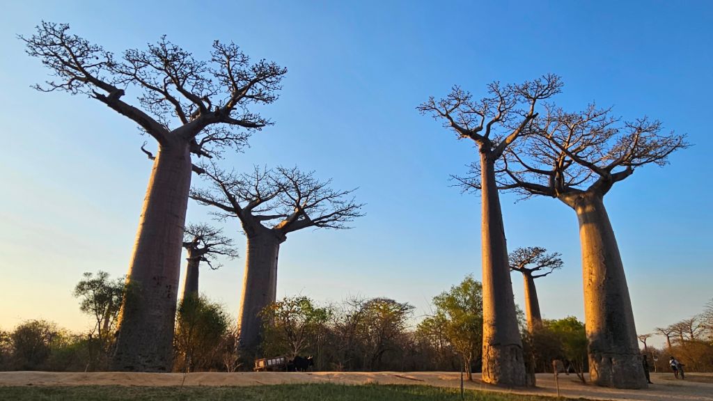 Avenue of the Baobabs in late afternoon, Morondava, Madagascar