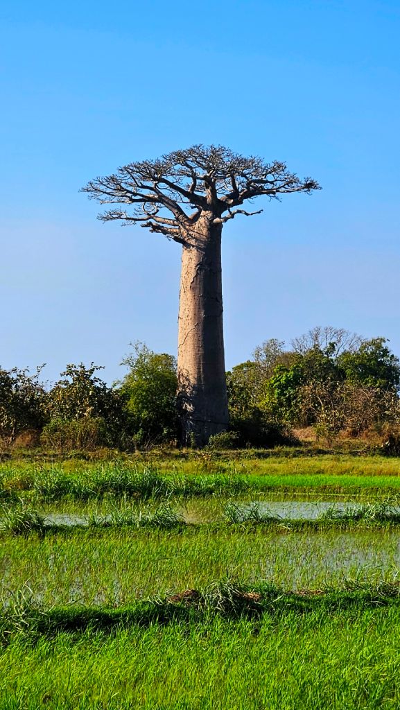 Baobab_and_rice_paddies Baobab tree among rice paddies in Morondava, Madagascar