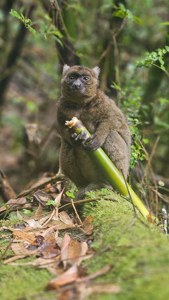 Greater_bamboo_lemur