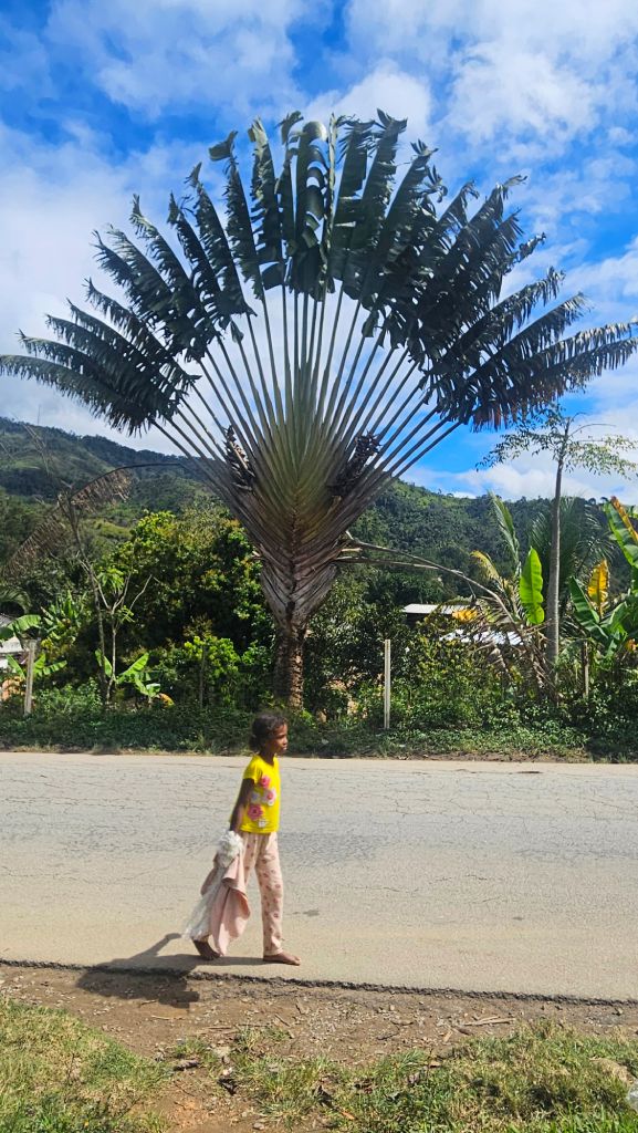 Travellers_tree Children walking past a Ravenala madagascariensis tree in Madagascar