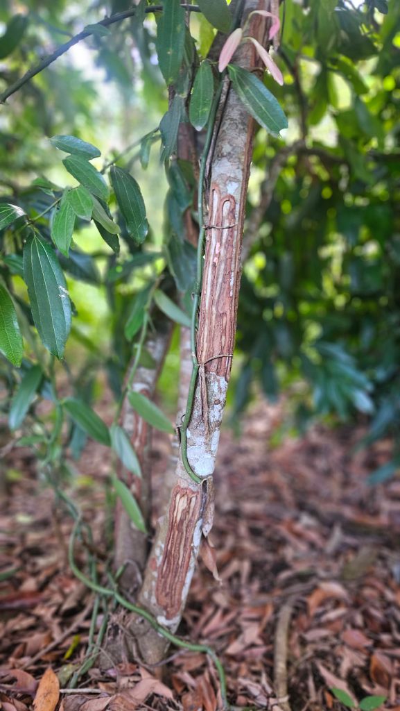Cinnamon tree harvested for their bark in Madagascar.