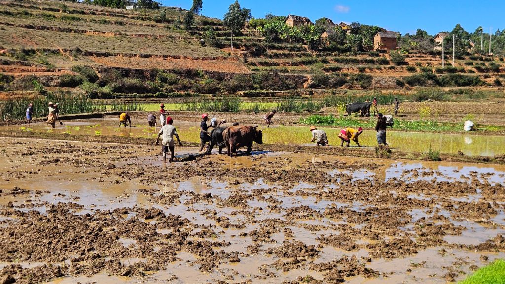 Muddy_rice_paddy_field Muddy rice paddy covered with water in Madagascar