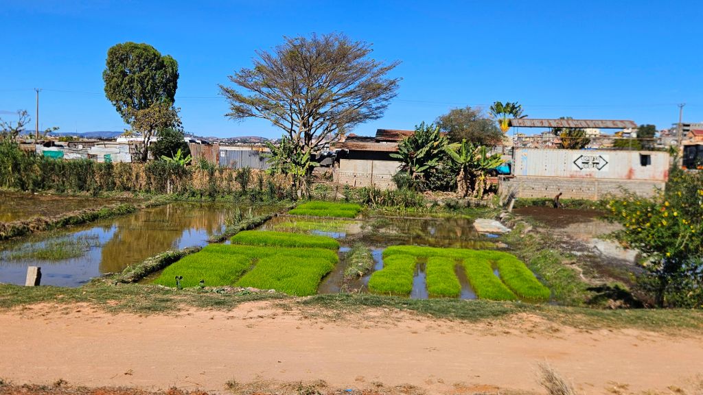 Antananarivo_rice_seedlings Rice seedlings growing in flooded paddies, Madagascar