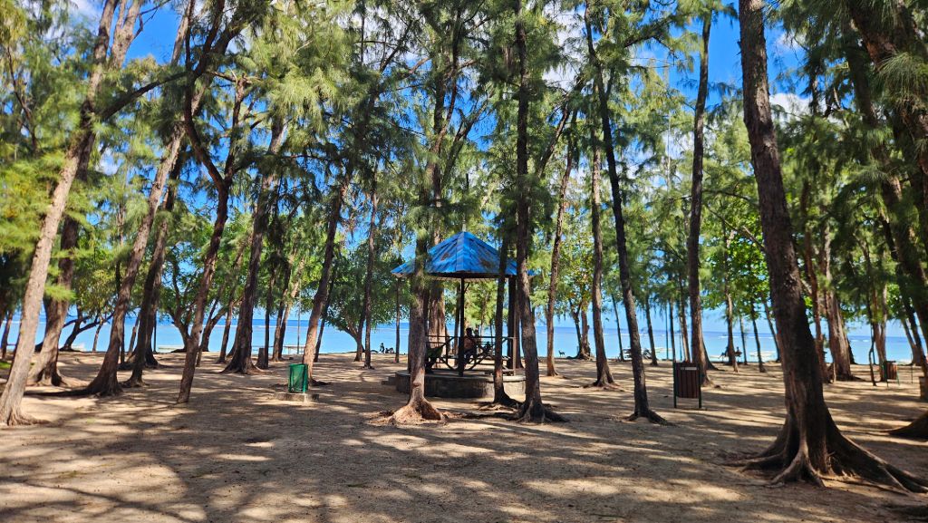 Pine_trees_on_the_shoreline