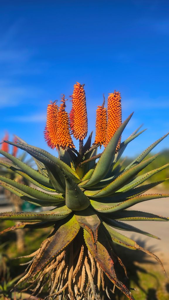 Aloe_ferox