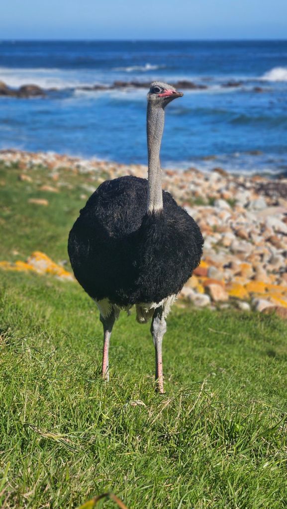 African_ostrich