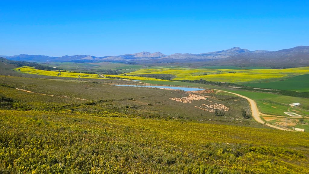 Western Cape_canola_fields